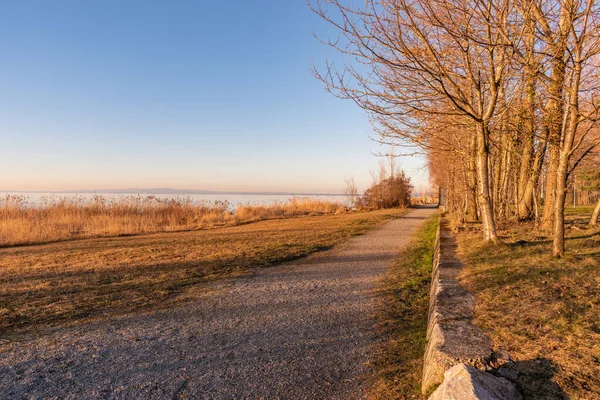 Altenrhein Svizzera Febbraio 2022 Paesaggio Naturale Sulla Costa Del Lago — Foto Stock