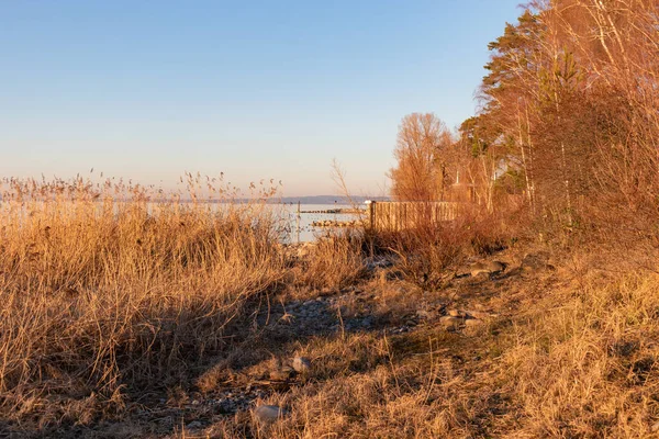 Altenrhein Svizzera Febbraio 2022 Paesaggio Naturale Sulla Costa Del Lago — Foto Stock