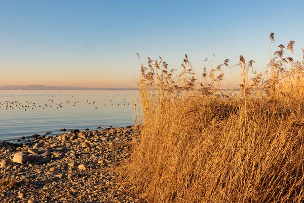 Altenrhein Zwitserland Februari 2022 Natuurlijke Omgeving Aan Kust Van Het — Stockfoto