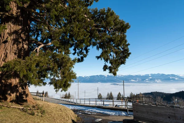 Gais Appenzell Zwitserland Januari 2022 Foggy Day Zwitserse Oostenrijkse Rhijnvallei — Stockfoto