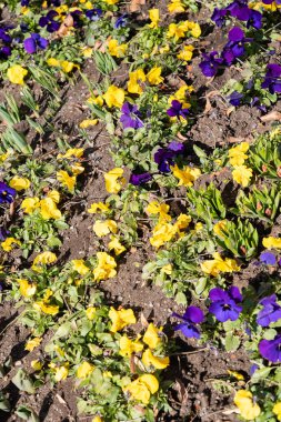 Lucerne, İsviçre, 10 Mart 2022 Güneşli bir günde küçük bir parkta renkli çiçekler