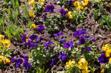 Lucerne, İsviçre, 10 Mart 2022 Güneşli bir günde küçük bir parkta renkli çiçekler