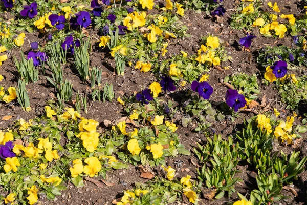 Lucerna Szwajcaria Marca 2022 Kolorowe Kwiaty Małym Parku Słoneczny Dzień — Zdjęcie stockowe