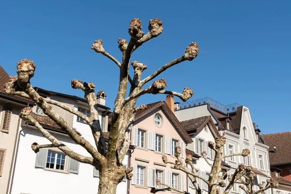 Rapperswil Suiza Febrero 2022 Árbol Frente Algunas Casas Día Soleado — Foto de Stock