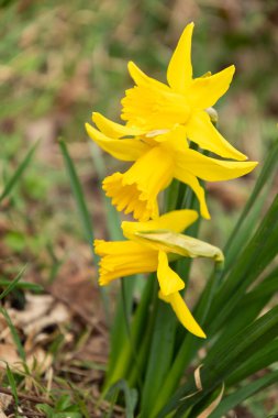 Sarganlar, İsviçre, 16 Mart 2022 Küçük bir parkta taze sarı nergis ya da narsis çiçekleri yetişiyor