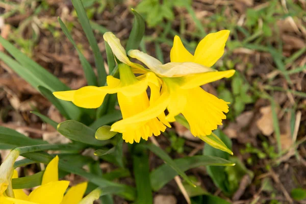 Sargans Szwajcaria Marca 2022 Świeżo Rosnące Żółte Żonkile Lub Kwiaty — Zdjęcie stockowe