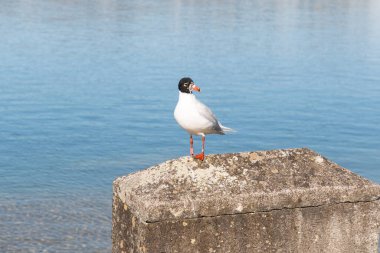 Rapperswil, İsviçre 27 Şubat 2022 Zürih gölündeki bir kayanın üzerinde duruyor.