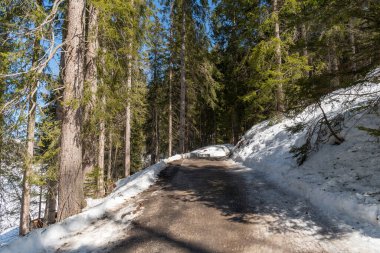 Davos, İsviçre, 23 Mart 2022 Kışın ormanda küçük bir yürüyüş