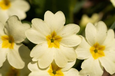 Schaan, Lihtenştayn, 28 Mart 2022 İlkbaharda küçük beyaz çiçekler yetişiyor.