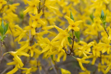 Werdenberg, İsviçre, 29 Mart 2022 İlkbaharda bir Forsithia bitkisinin sarı çiçekleri