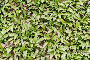 Werdenberg, İsviçre, 29 Mart 2022 Taze ve vahşi sarımsak yaprakları veya Allium Ursinum bir ormanın dibinde yetişiyor.