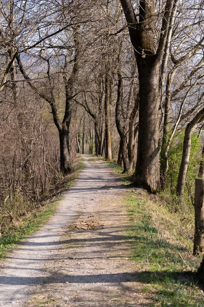 Vaduz Liechtenstein Março 2022 Pequena Trilha Caminhada Através Uma Floresta — Fotografia de Stock