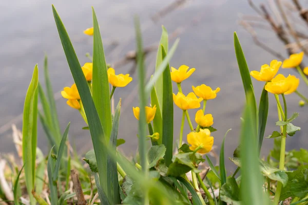 Werdenberg Szwajcaria Marca 2022 Małe Żółte Kwiaty Rosną Wybrzeżu Jeziora — Zdjęcie stockowe