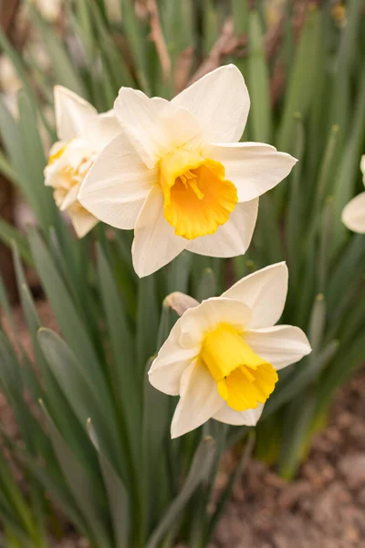Werdenberg Szwajcaria Marca 2022 Kwitnienie Białego Dzikiego Żonkila Lub Kwiatu — Zdjęcie stockowe