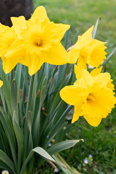 Werdenberg Suisse Mars 2022 Fleur Une Jonquille Sauvage Jaune Narcisse — Photo