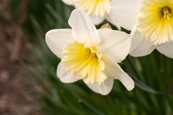 Werdenberg Suisse Mars 2022 Fleur Une Jonquille Sauvage Blanche Narcisse — Photo