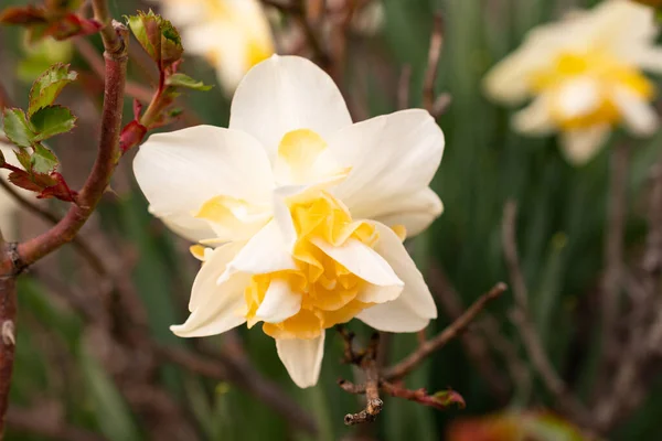 Werdenberg Szwajcaria Marca 2022 Kwitnienie Białego Dzikiego Żonkila Lub Kwiatu — Zdjęcie stockowe