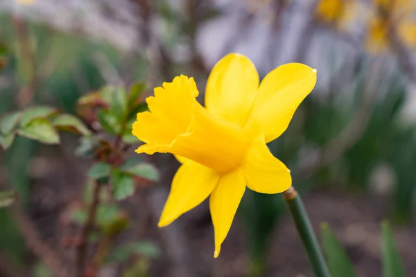 Werdenberg Sviçre Mart 2022 Sarı Bir Nergis Çiçeği Narcissus Pseudonarcissus — Stok fotoğraf