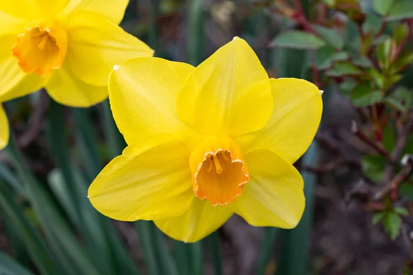 Werdenberg Svizzera Marzo 2022 Fioritura Narciso Selvatico Giallo Fiore Narciso — Foto Stock