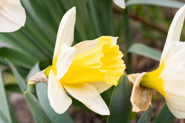 Werdenberg Sviçre Mart 2022 Sarı Bir Nergis Çiçeği Narcissus Pseudonarcissus — Stok fotoğraf