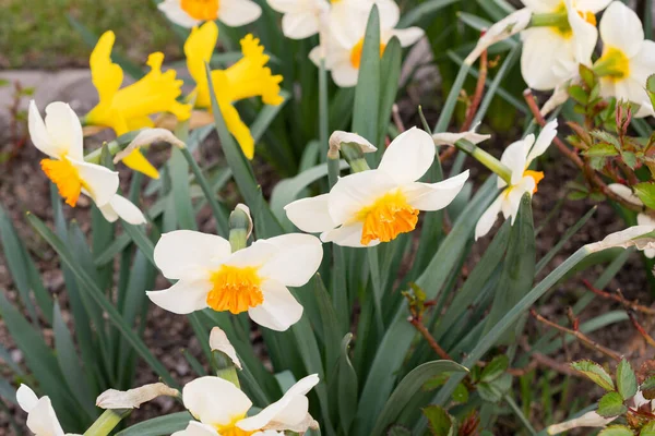 Werdenberg Suisse Mars 2022 Fleur Jonquilles Sauvages Jaunes Blanches Narcisse — Photo