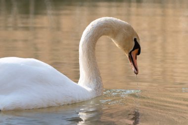 Oberriet, İsviçre, 25 Mart 2022 Majestic beyaz kuğu baharda bir gölde yüzüyor.