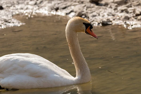 Oberriet Suiza Marzo 2022 Majestuoso Cisne Blanco Está Nadando Lago —  Fotos de Stock