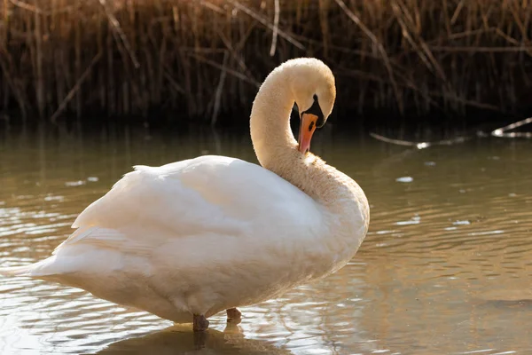 Oberriet Suisse Mars 2022 Majestueux Cygne Blanc Nage Dans Lac — Photo