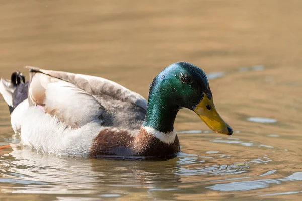 Oberriet Suisse Mars 2022 Repérer Canard Mâle Dans Lac Printemps — Photo