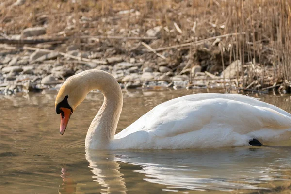 Oberriet Suiza Marzo 2022 Majestuoso Cisne Blanco Está Nadando Lago —  Fotos de Stock