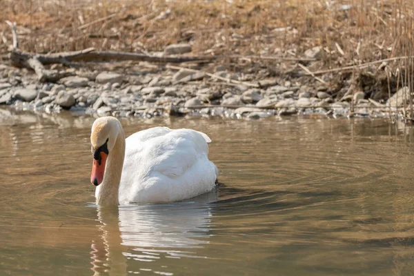 Oberriet Suiza Marzo 2022 Majestuoso Cisne Blanco Está Nadando Lago —  Fotos de Stock