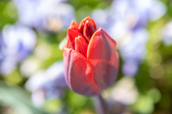 Weesen Szwajcaria Kwietnia 2022 Kwitnienie Czerwonego Tulipana Małym Parku Wiosnę — Zdjęcie stockowe