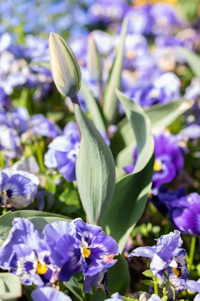 Weesen Szwajcaria Kwietnia 2022 Kolorowe Kwiaty Rosną Małym Parku Wiosnę — Zdjęcie stockowe