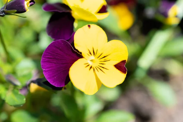 Weesen Switzerland April 2022 Colorful Yellow Lila Flowers Growing Little — Stock Photo, Image