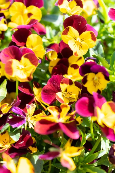 Weesen, İsviçre, 13 Nisan 2022 Renkli sarı ve Lila çiçekleri baharda küçük bir parkta yetişiyor.