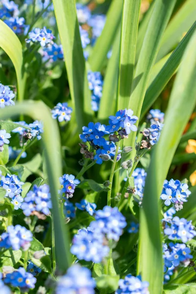 Weesen, İsviçre, 13 Nisan 2022 Baharda küçük bir parkta güzel mavi çiçekler
