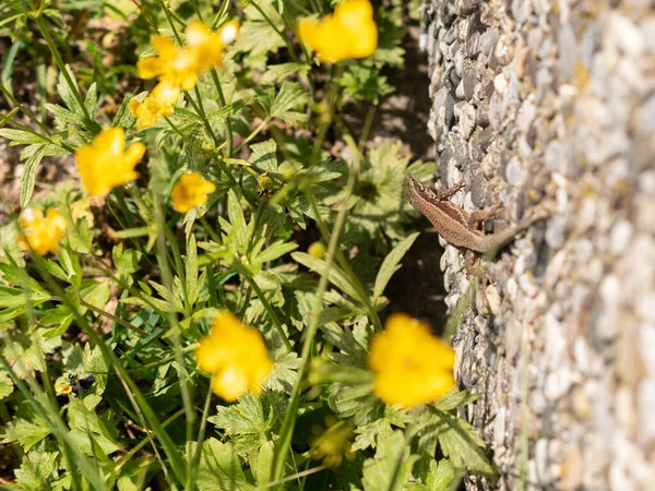 Weesen Suíça Abril 2022 Lagarto Verde Minúsculo Algumas Flores Amarelas — Fotografia de Stock