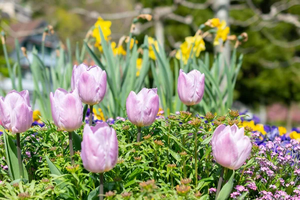 Weesen Sviçre Nisan 2022 Tulip Narcissus Çiçekleri Baharda Küçük Bir — Stok fotoğraf
