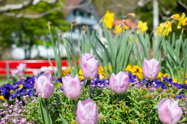 Weesen Sviçre Nisan 2022 Tulip Narcissus Çiçekleri Baharda Küçük Bir — Stok fotoğraf