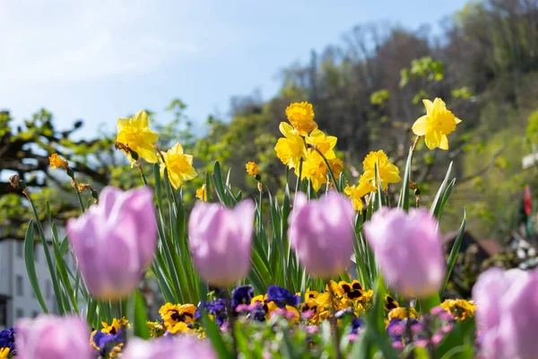 Weesen Sviçre Nisan 2022 Narcissus Lale Çiçekleri Baharda Küçük Bir — Stok fotoğraf
