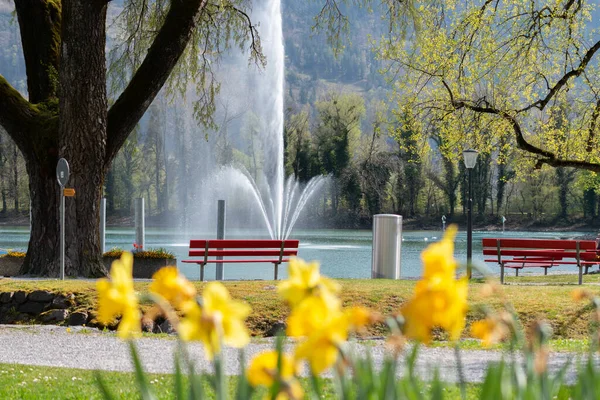 2022年4月13日 瑞士威森春天 美丽的黄色水仙花在一个小公园里盛开 — 图库照片