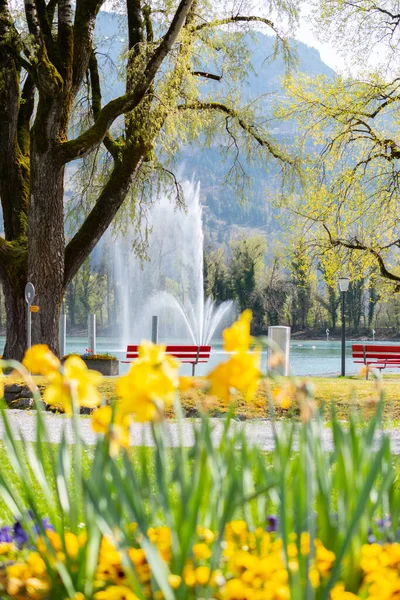 Weesen Suiza Abril 2022 Hermosas Flores Narcisas Amarillas Crecen Pequeño —  Fotos de Stock