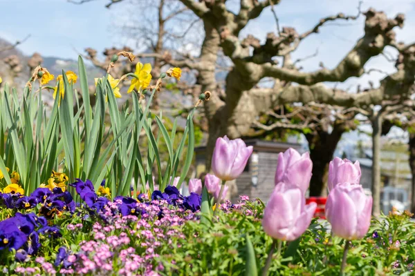 Weesen Sviçre Nisan 2022 Yakışıklı Lale Çiçekleri Baharda Küçük Bir — Stok fotoğraf