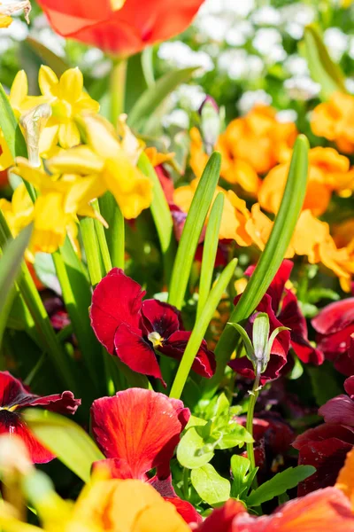 Weesen Sviçre Nisan 2022 Baharda Küçük Bir Parkta Taze Çiçekler — Stok fotoğraf