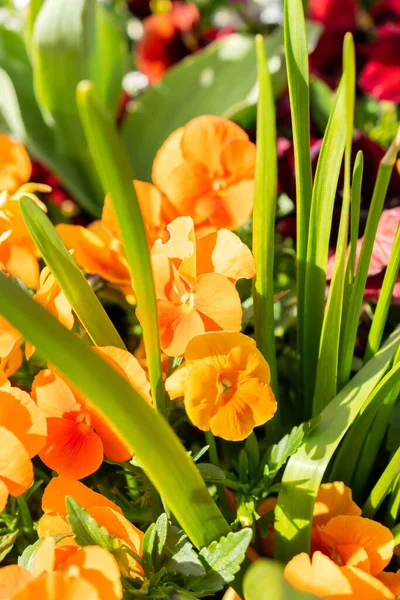Weesen Switzerland April 2022 Colorful Orange Flowers Growing Little Park — Stock Photo, Image