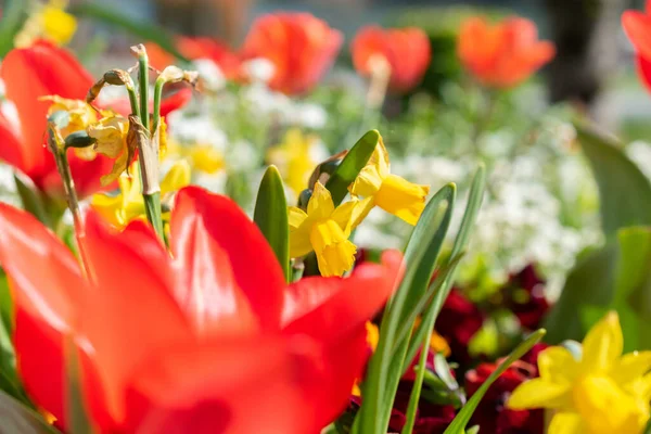Weesen Sviçre Nisan 2022 Baharda Küçük Bir Parkta Taze Çiçekler — Stok fotoğraf