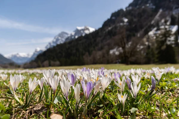 Kloental, Canton Glarus, İsviçre, 13 Nisan 2022 Yeşil bir çayırda taze kır çiçekleri yetişiyor. Arka planda inanılmaz kar örtüleri var.