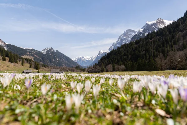 Kloental Canton Glarus Svizzera Aprile 2022 Fiori Croco Freschi Crescono — Foto Stock