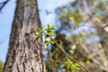 Schaan, Lihtenştayn, 4 Nisan 2022 İlkbaharda ormanda taze yapraklar yetişir.