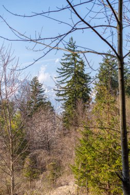 Schaan, Lihtenştayn, 4 Nisan 2022 İlkbaharda ormanda bir köknar ağacının dalları